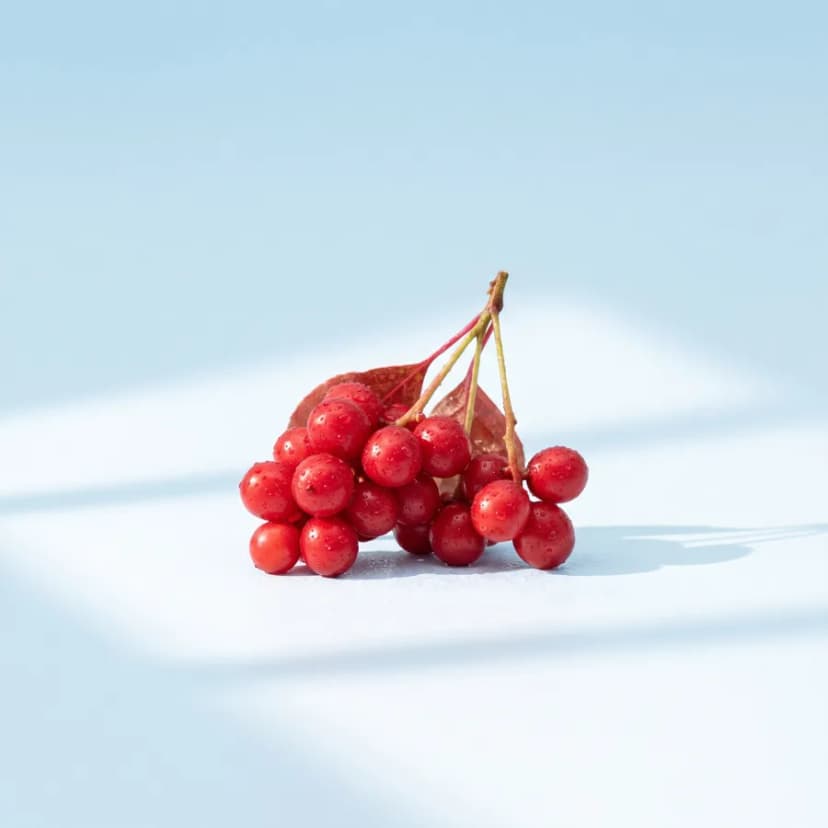 오미자 추출물